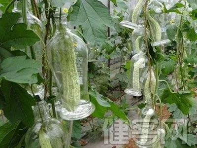 苦瓜也能酿造保健酒