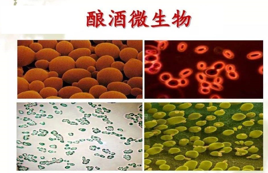 微生物视角的白酒工艺剖析