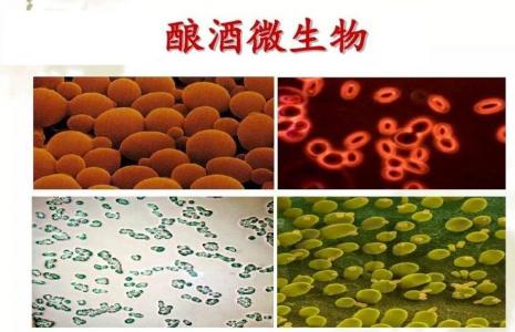 微生物视角的白酒工艺剖析